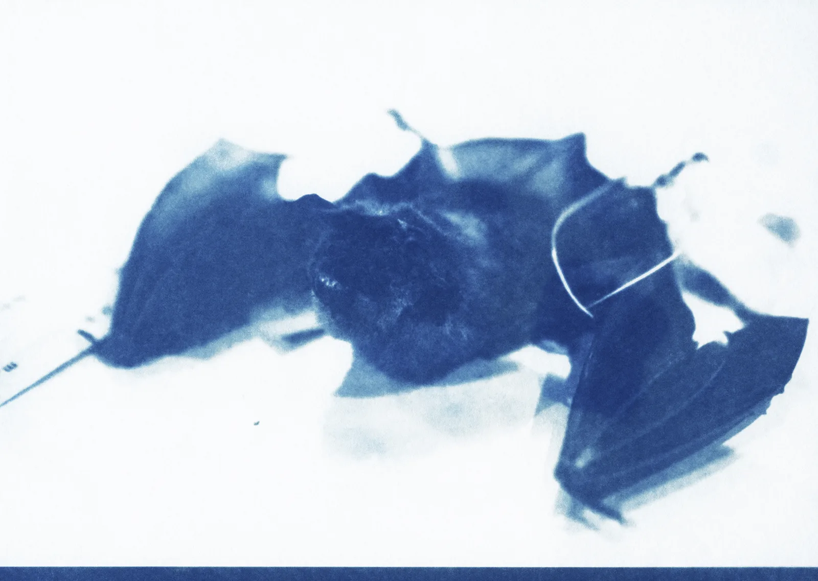 Martina Sauter, nf: day 5.1 (Fledermaus), 2023. Inkjet print, framed · 30 × 42 cm